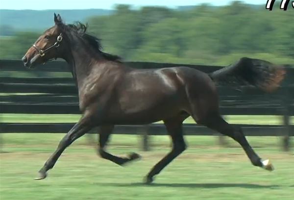 Standard Bred Yearlings